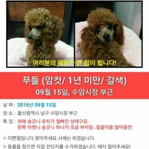 푸들 여아 찾아요.