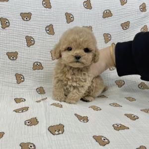 2개월령 토이푸들 15만원 분양보냅니당