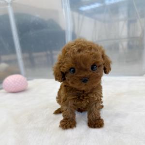 푸들 분양 하고 있어여