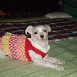 여름이를 찾습니다.