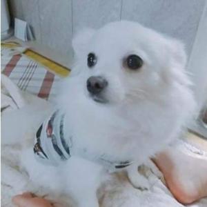 부천시 강아지를 잃어버렸습니다.