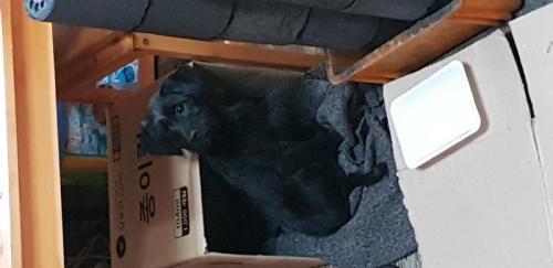 경북 경산시 검은색 강아지 보호중입니다