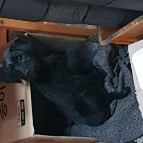 경북 경산시 검은색 강아지 보호중입니다