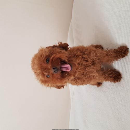 진해구 안골동 푸들을 보호중입니다