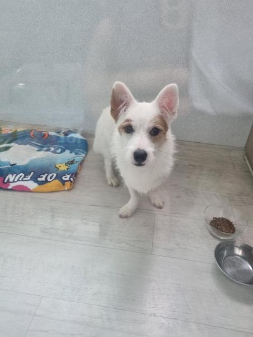 수원서율전동 임보호중입니다