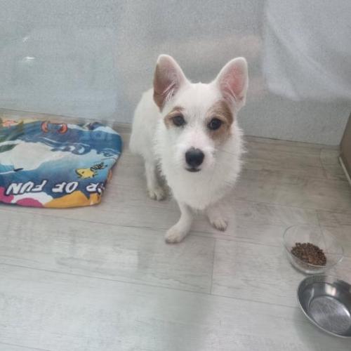 수원서율전동 임보호중입니다