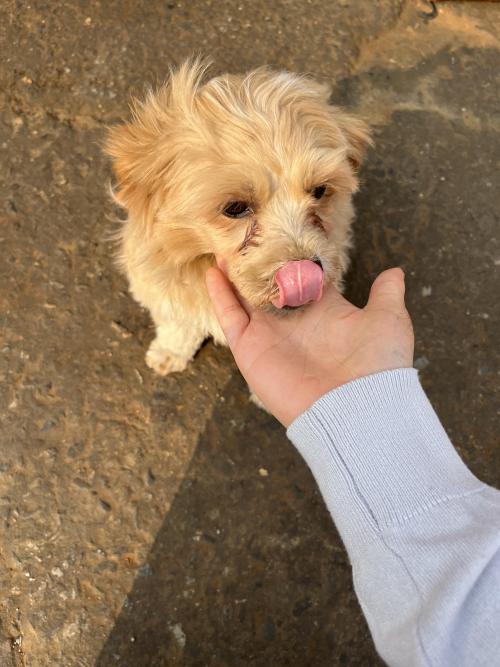 강화도 강아지 보호중입니다