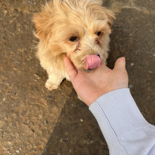 강화도 강아지 보호중입니다