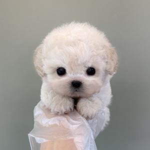 볼터치 있는 말티푸 공주님 분양해용