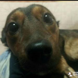 성북구 보문동 7가 3번지 성북천 인근에서 일어버려습니다