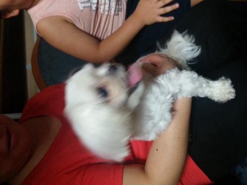 인천 주안5동 흰색말티즈 여아