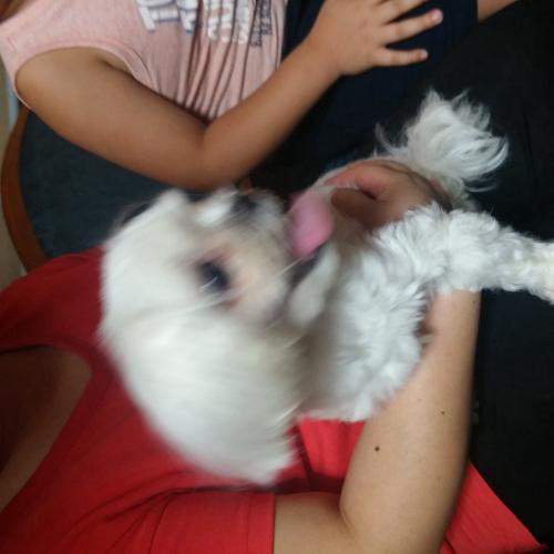 인천 주안5동 흰색말티즈 여아