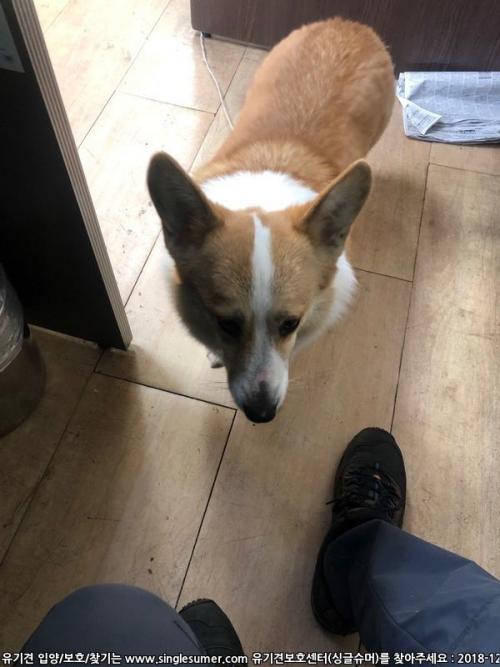 웰시코기 보고중입니다, 남동구 선학 사거리부근