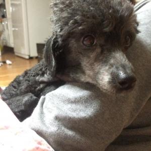 (유기견 강아지 찾아요)서울 송파구 거여동 검정푸들 (여) 주인 찾아요!!