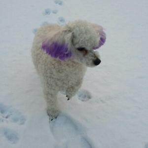 과천선바위역부근 흰색푸들 간절히찾습니다
