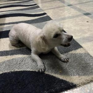 용인 수지 (상현동or성복동) 중성화X 하얀색 토이푸들 노견