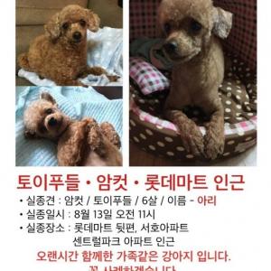 전주시 송천동, 덕진동 갈색 토이푸들 찾습니다.