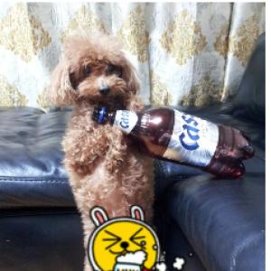 안성 보체리 보체초등학교 인근 밤색푸들 노견(16살) 찾아요!