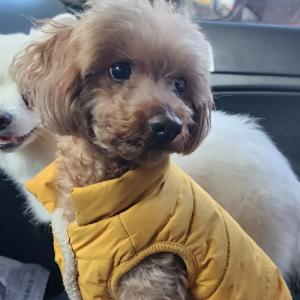 충주시 교현동 주변 주택가에서 잃어버린 강아지를 찾습니다