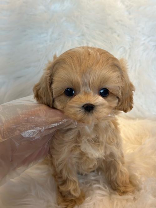 2개월 말티푸 분양드립니다