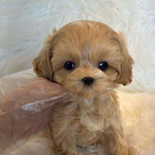 2개월 말티푸 분양드립니다