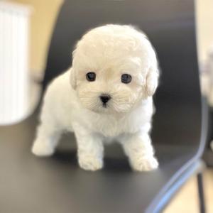 5만분양가 미니비숑 가족 찾아요