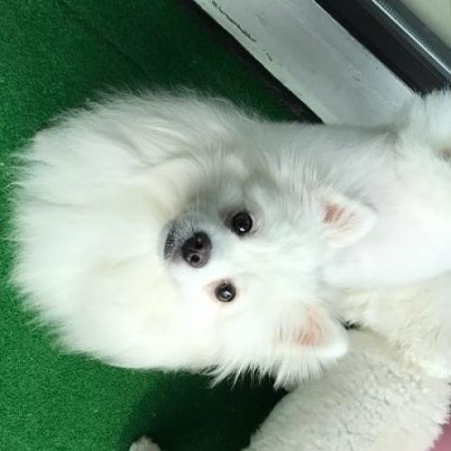 찾아갔어요(작전동)스피츠남아 임보중