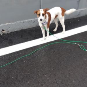 저희놀란강아지  찾아주세요