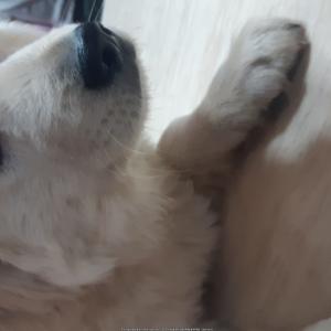풍산개 수컷1마리분양합니다!
