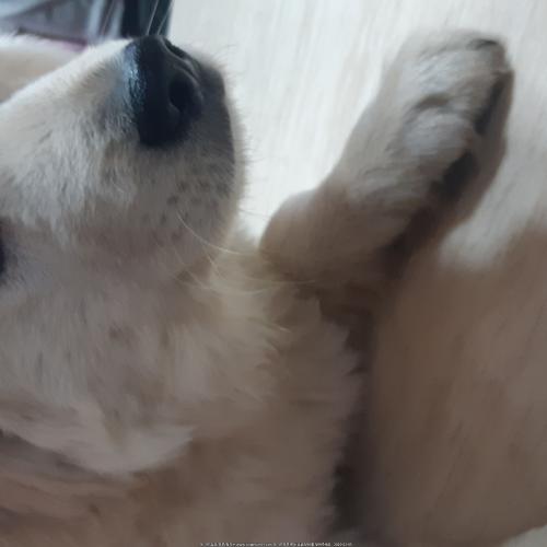 풍산개 수컷1마리분양합니다!