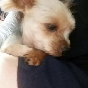 광명시 철산 4동 급해요 일요일 이사날이에요