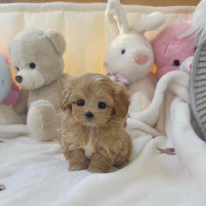 2개월령 진짜이쁜 말티푸 분양보냅니당