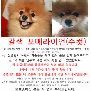 길음/미아 황색포메라이언 찾아요