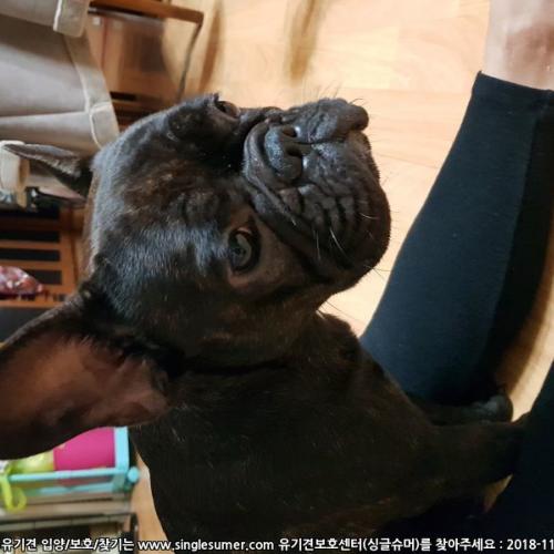 경기 프렌치 불독 임시보호중