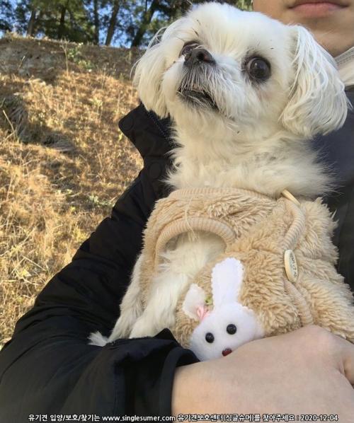 병점 다람산공원 근처 발견) 말티즈(남) 보호중입니다.