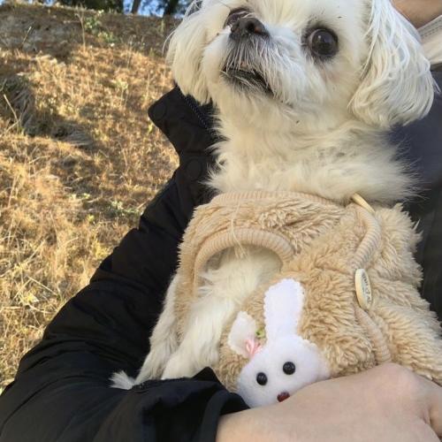 병점 다람산공원 근처 발견) 말티즈(남) 보호중입니다.