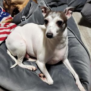 이탈리안그레이하운드 암컷 강아지찾습니다