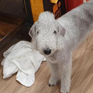 진주목걸이를 하고있습니다.