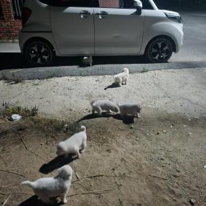 4주 아가들