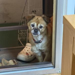 성남) 강아지 초코를 찾아요.