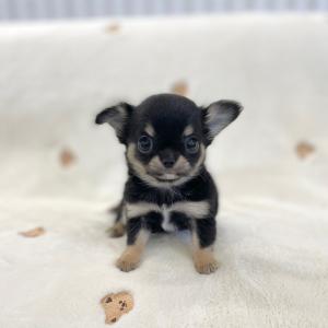 치와와 분양해요