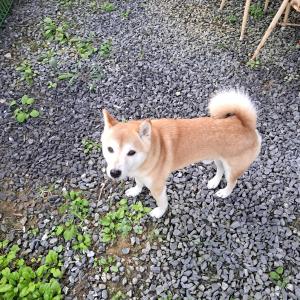 시바견 테오 찾습니다