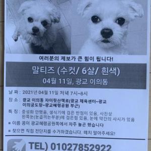 광교 강아지를 잃어버렷어요..  콩이를 찾아주세요