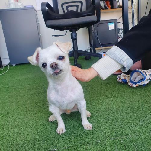 말티즈 남아 (전주 반월동 삼례가는 길)