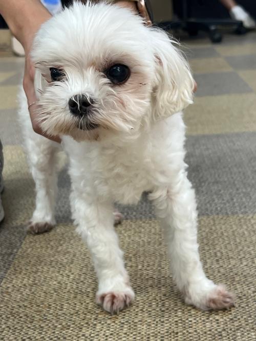 도봉역 말티즈 (수컷) 주인분 찾습니다.