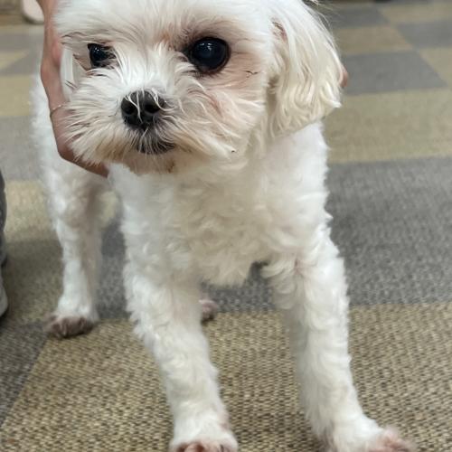 도봉역 말티즈 (수컷) 주인분 찾습니다.