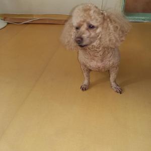 보성 미력면 잃어버린 푸들강아지 찾습니다