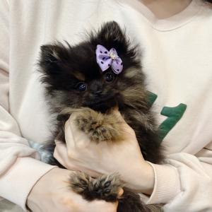 2개월령 블랙탄포메 15만원에 책임분양 보내요 ~~