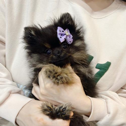 2개월령 블랙탄포메 15만원에 책임분양 보내요 ~~