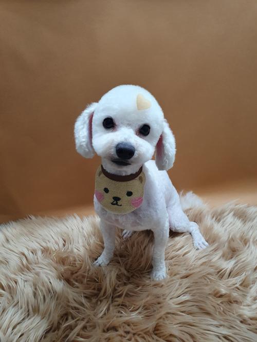 비숑 책임지시고 잘키워주실분 찾아요